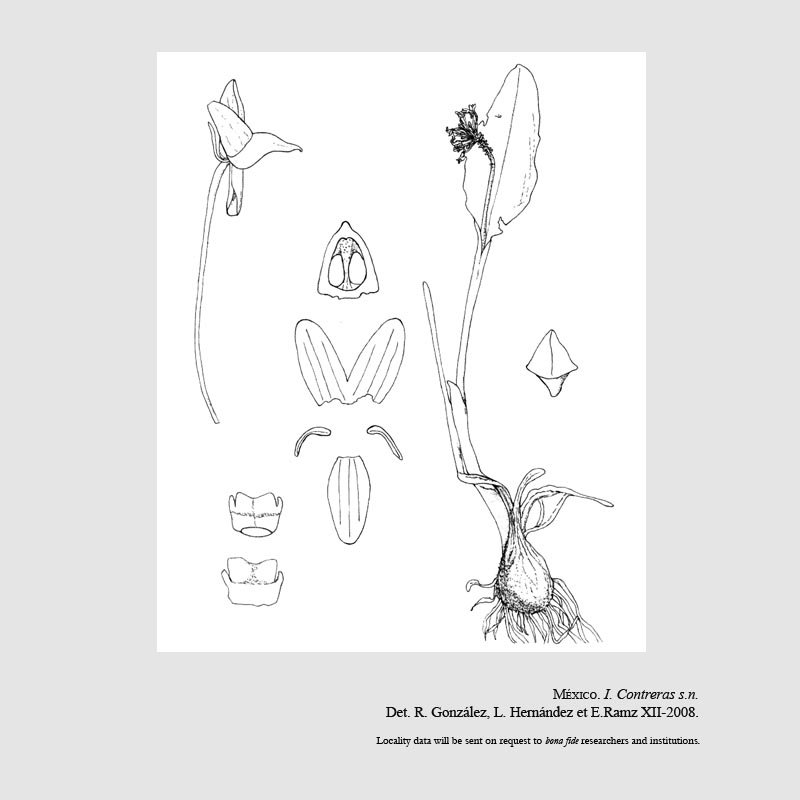 Malaxis adenotropa